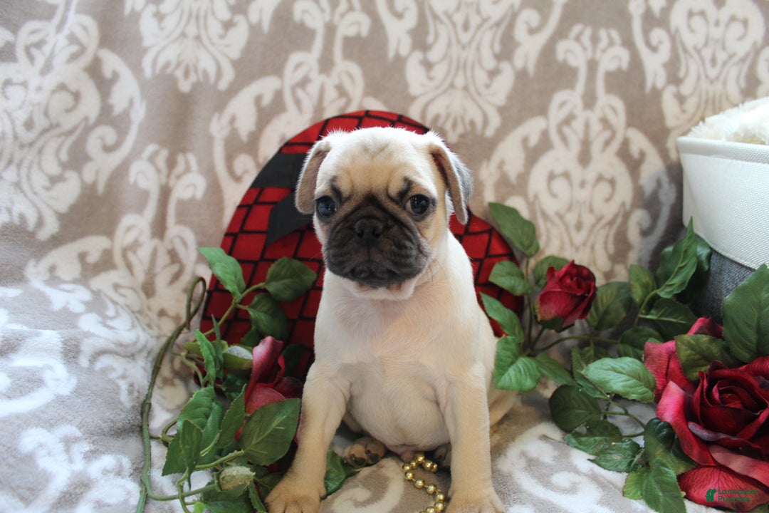 Pug dogs for sale: Casey - Ad 10