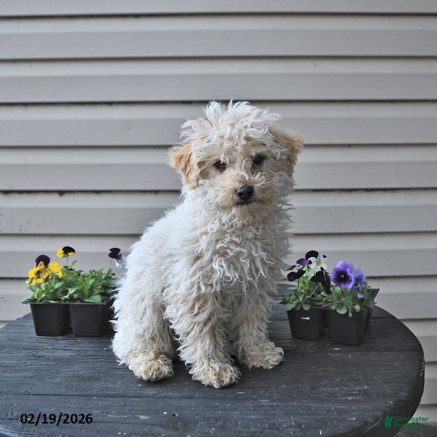 Toy Poodle dogs Winter  - Ad 2