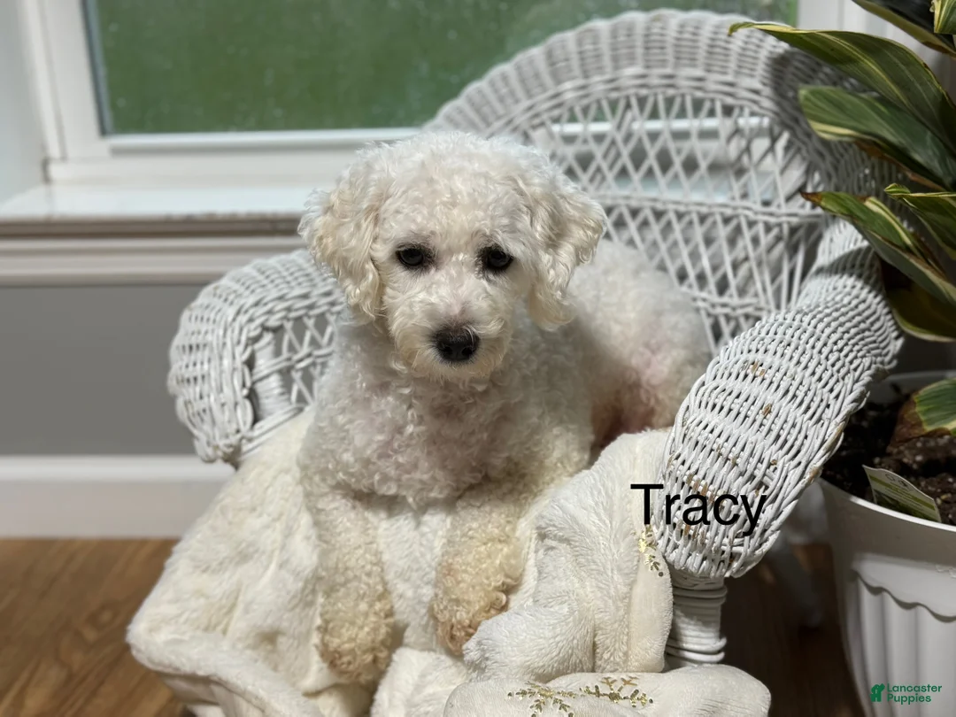 Bichpoo dogs for sale: Francess  - Ad 8