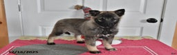 Norwegian Elkhound dogs for sale: Lily - Ad 3