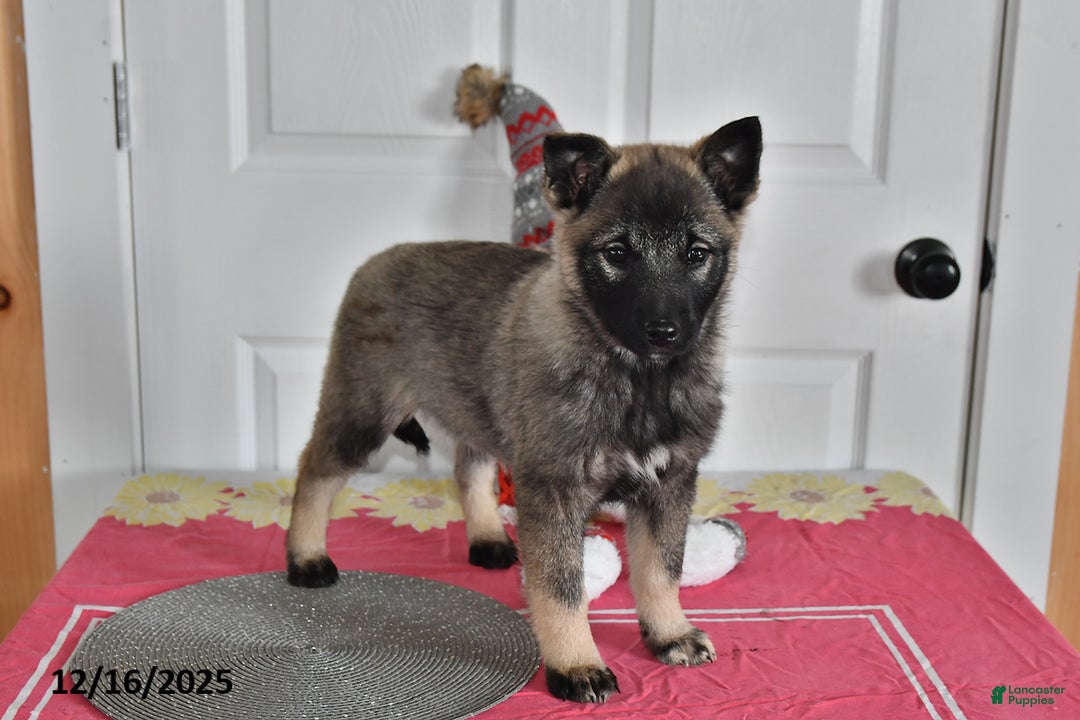 Norwegian Elkhound dogs for sale: Lily - Ad 3