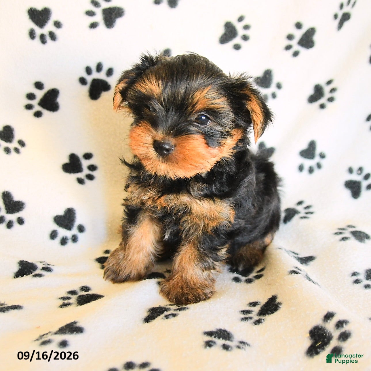 Yorkshire Terrier dogs Peanut  - Ad 2