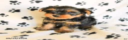 Yorkshire Terrier dogs for sale: Peanut  - Ad 2