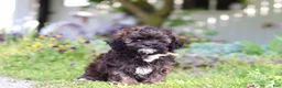 Shihpoo dogs for sale: Tyler - Ad 6