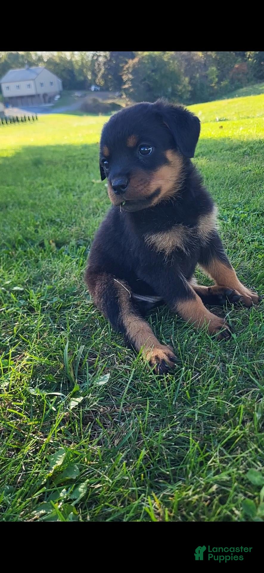 Rottweiler dogs Chocolate  - Ad 2