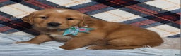 Golden Retriever dogs for sale: Arlo - Ad 1