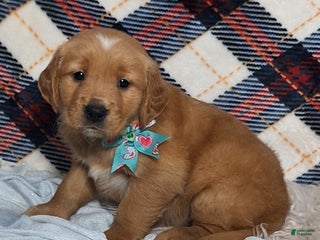 Golden Retriever dogs Arlo - Ad 32