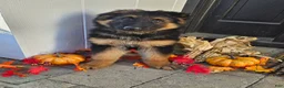 German Shepherd dogs for sale: Sarge - Ad 1