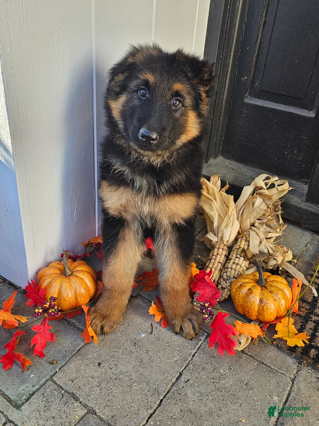 German Shepherd dogs for sale: Sarge - Ad 1