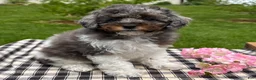 Toy Poodle dogs for sale: Holly - Ad 3