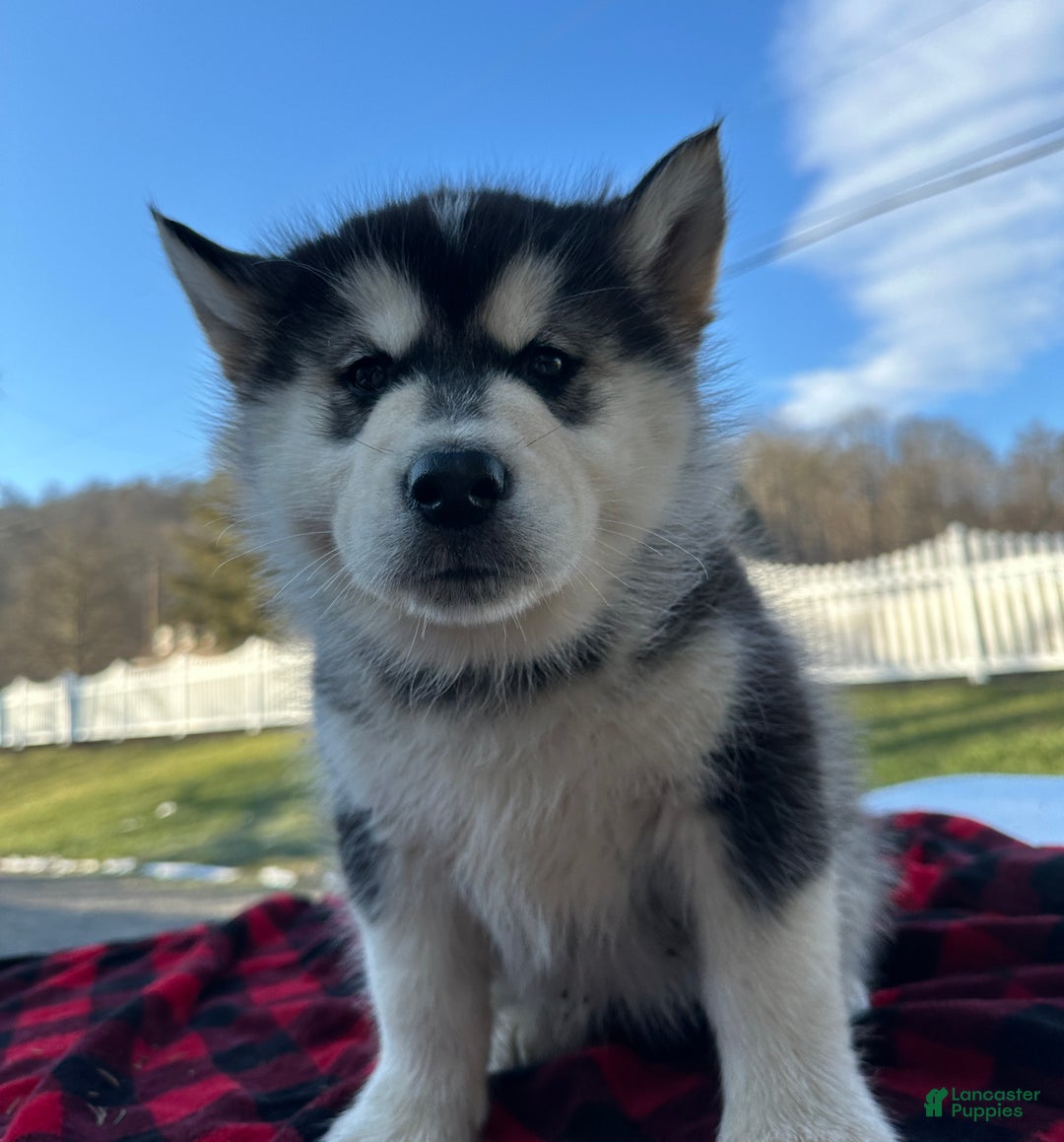 Alaskan Malamute dogs for sale: Taffy - Ad 1