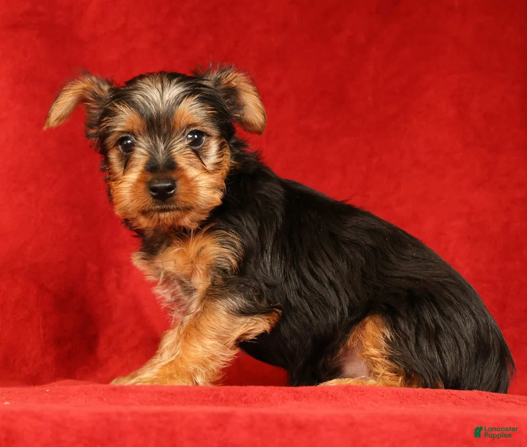 Yorkshire Terrier dogs for sale: Handsome - Ad 2