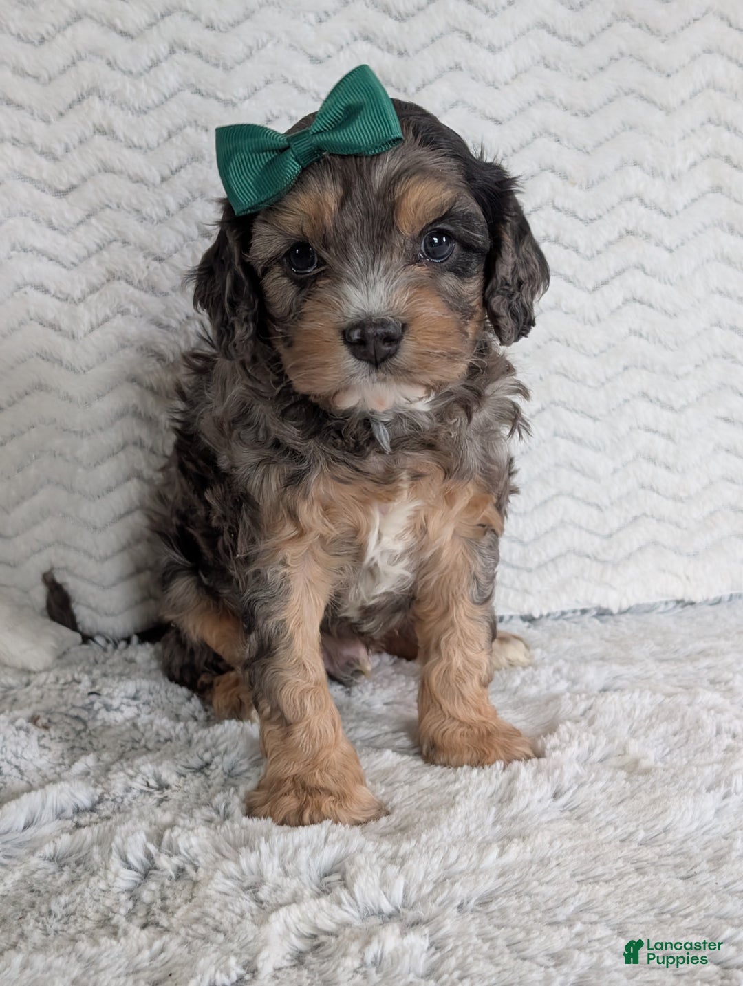 Cavapoo dogs for sale: Zeke - Ad 4