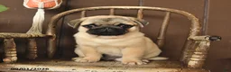 Pug dogs for sale: Stella - Ad 4