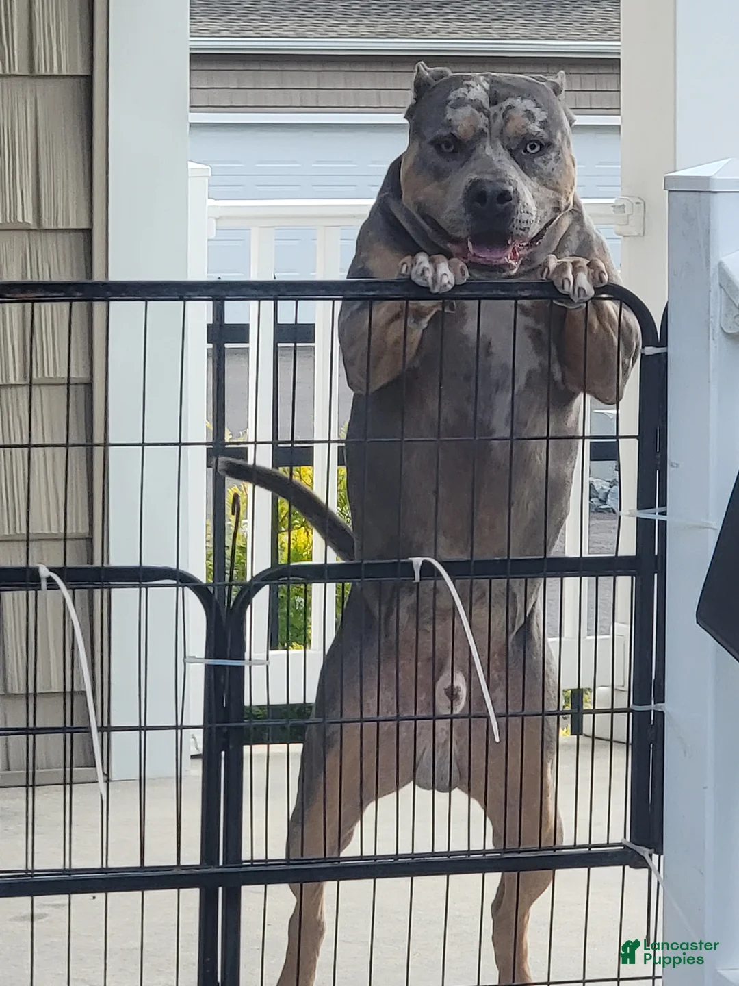 Gallery Image {{count}}