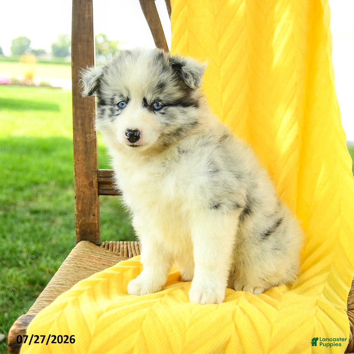Pomsky dogs Remi  - Ad 1