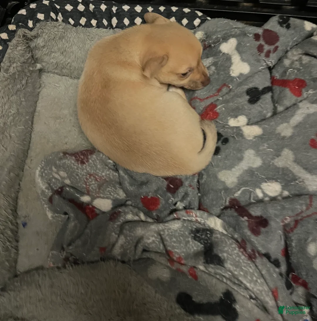 Pomchi dogs for sale: Pomchi Puppy 3 - Ad 5