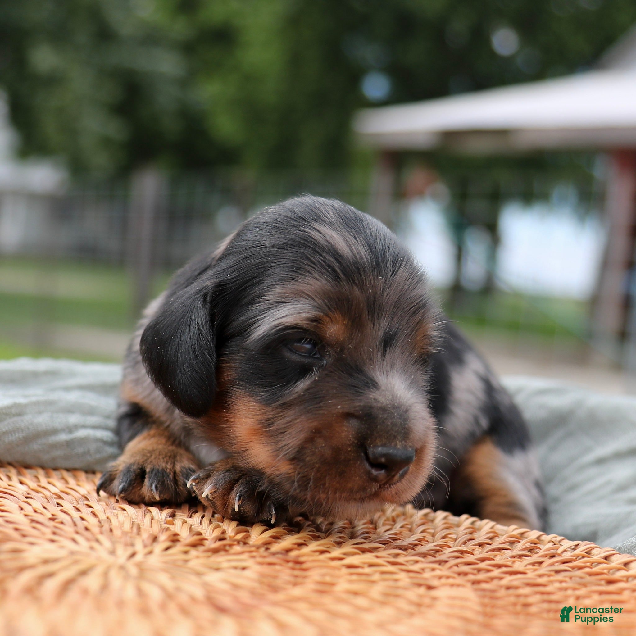 Miniature Dachshund dogs Daily Miniature Dachshund Puppy  - Ad 1