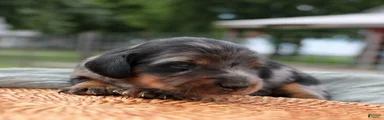 Daily Miniature Dachshund Puppy 
