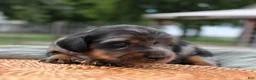 Miniature Dachshund dogs for sale: Daily Miniature Dachshund Puppy  - Ad 1