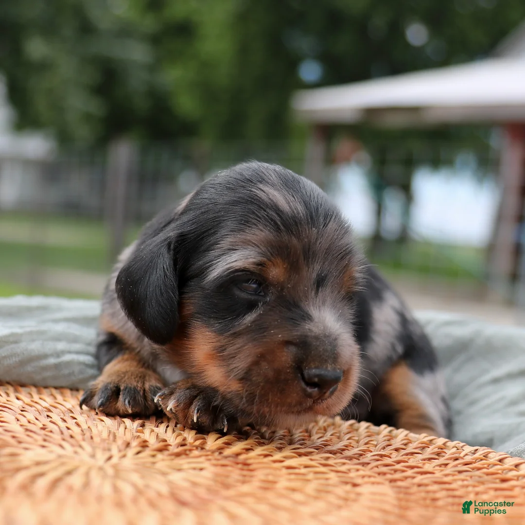 Miniature Dachshund dogs for sale: Daily Miniature Dachshund Puppy  - Ad 1