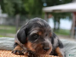 Miniature Dachshund dogs for sale: Daily Miniature Dachshund Puppy - Ad 3