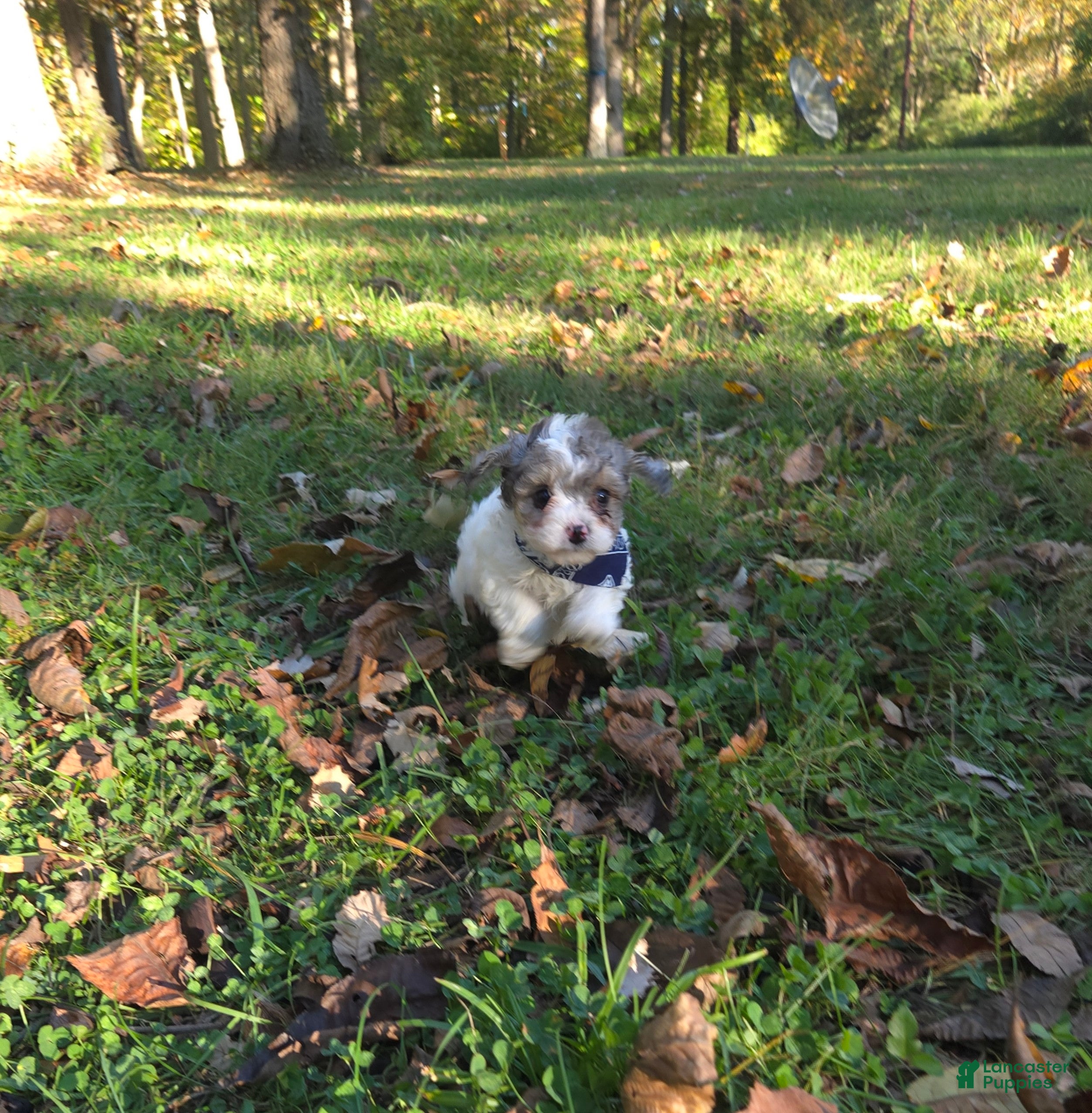 Cavapoo dogs Lily - Ad 1