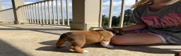English Bulldog dogs for sale: Cookie - Ad 5