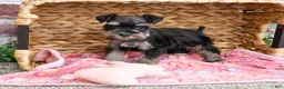 Miniature Schnauzer dogs for sale: Stormi  - Ad 4