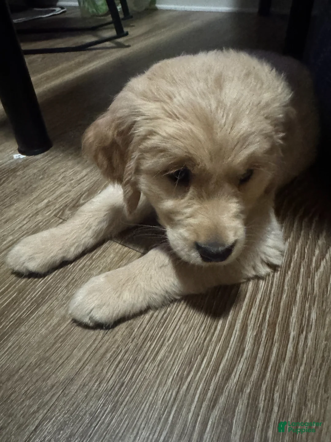 Golden Retriever dogs for sale: peanut - Ad 2