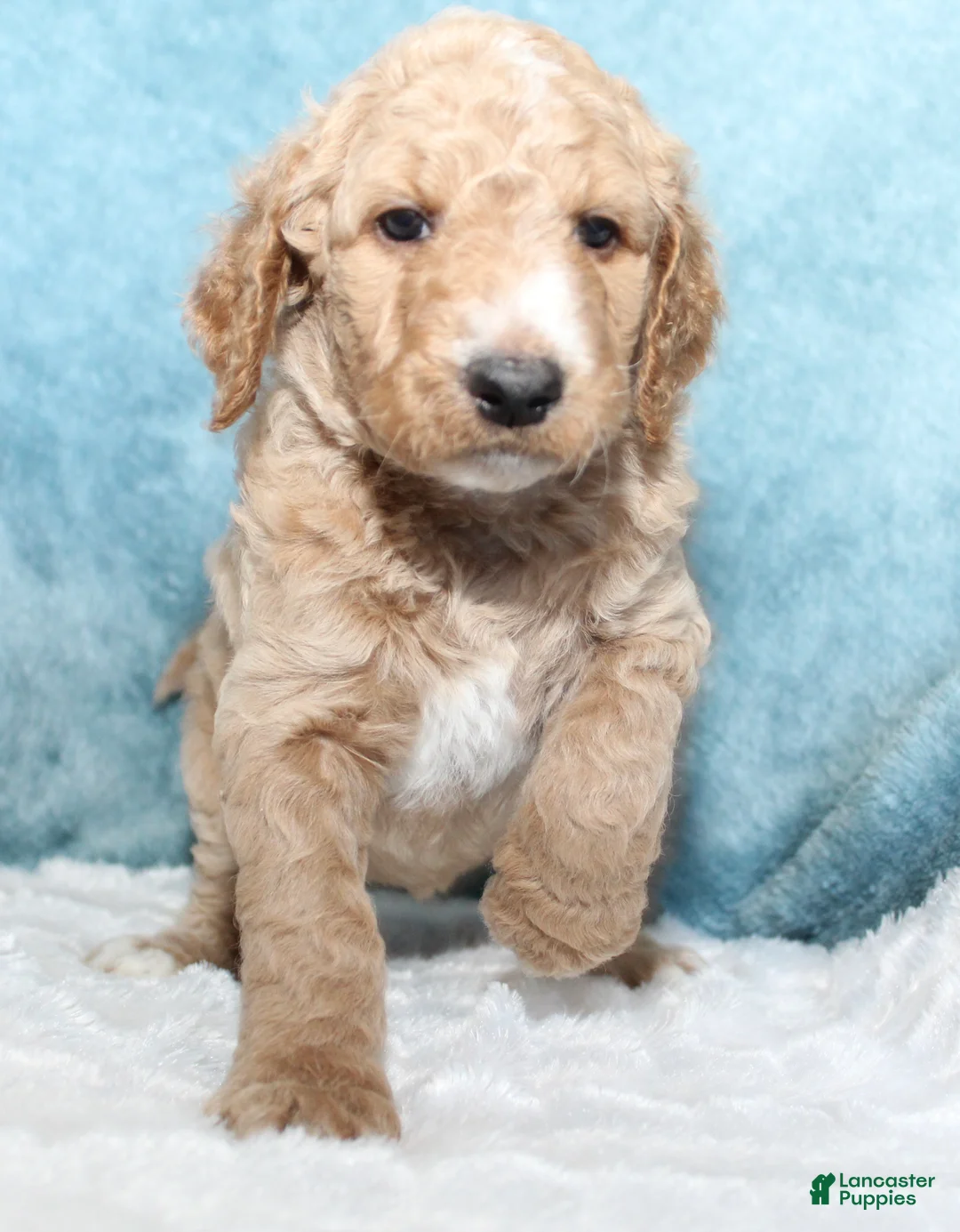 Goldendoodle dogs for sale: Shay - Ad 2