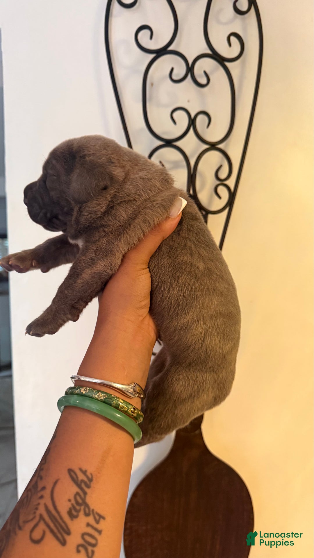 Gallery Image {{count}}