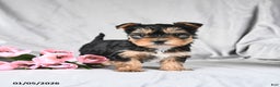 Morkie dogs for sale: Cookie - Ad 1