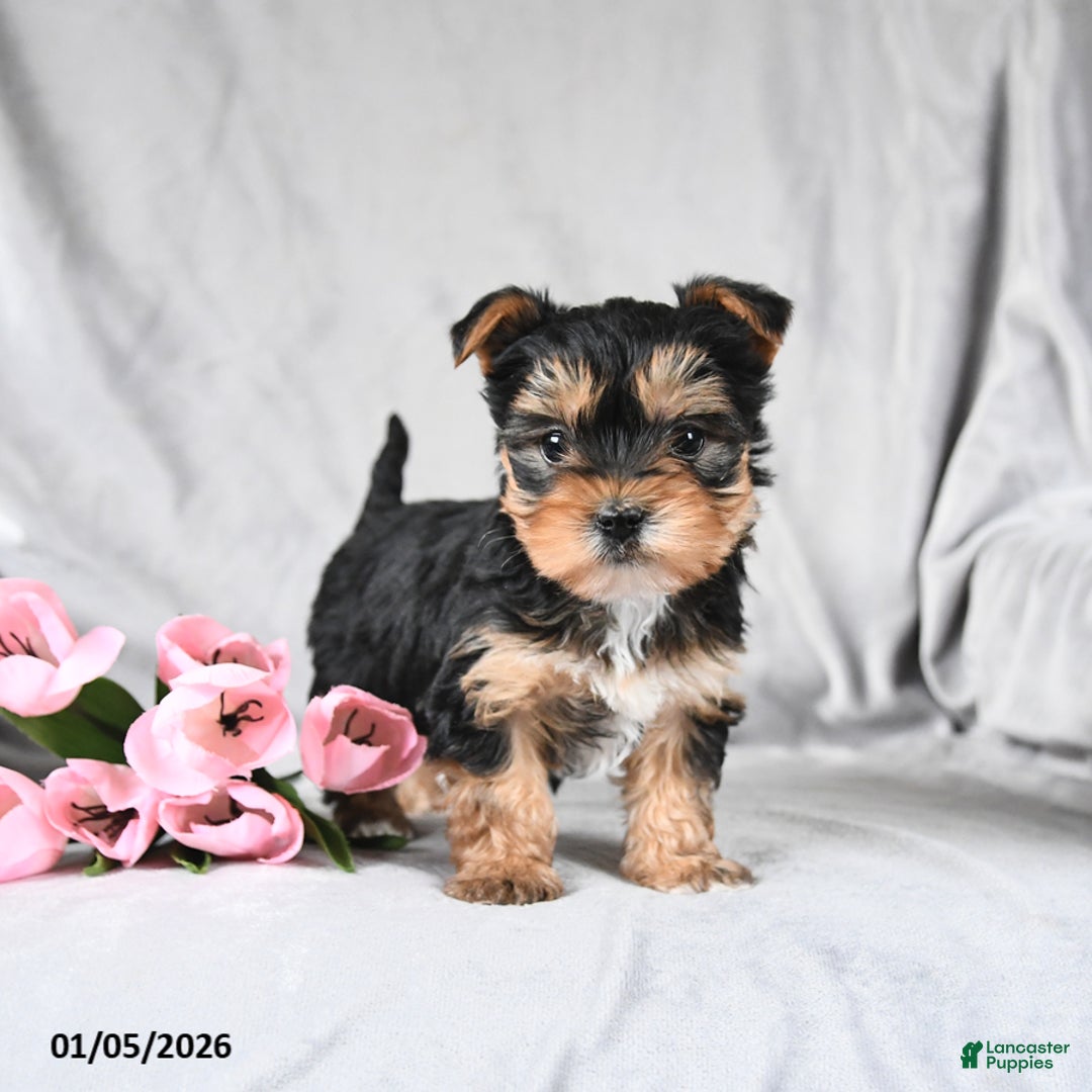 Morkie dogs for sale: Cookie - Ad 1