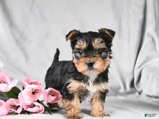 Morkie dogs Cookie - Ad 15
