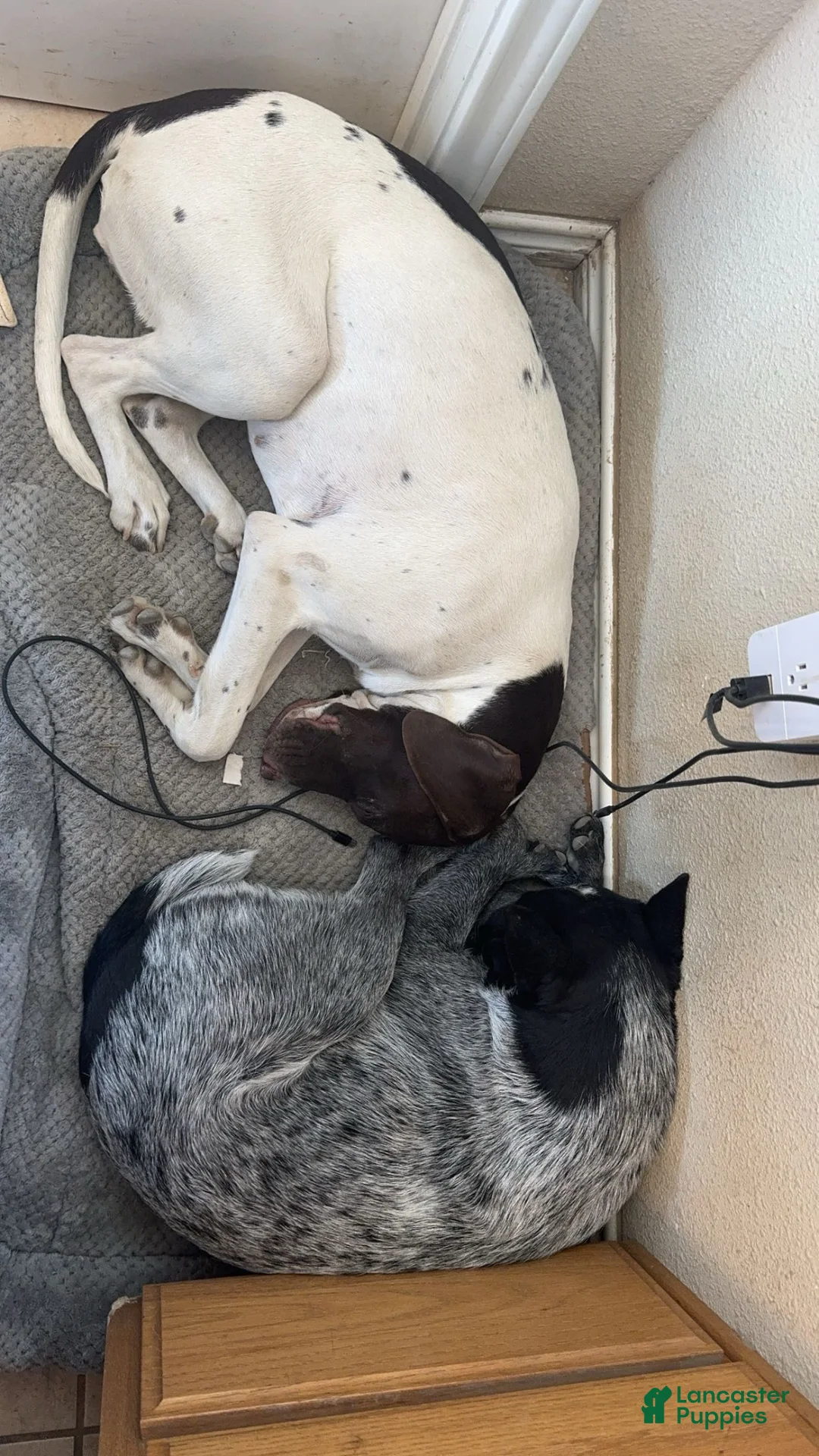 Mixed Breed dogs for sale: Snow - Ad 4
