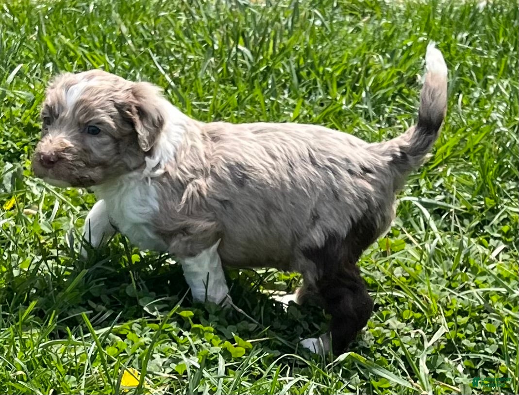 Aussiedoodle dogs Aussiedoodle Puppy 4 - Ad 1