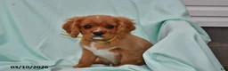 Cavalier King Charles Spaniel dogs for sale: Buddy - Ad 2