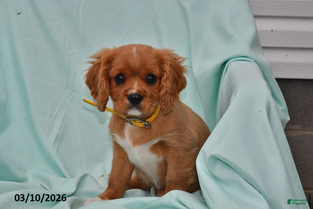 Cavalier King Charles Spaniel dogs for sale: Buddy - Ad 2