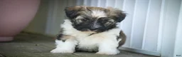 Havanese dogs for sale: Atlas Havanese  - Ad 12