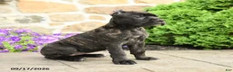 Cane Corso dogs for sale: Coda  - Ad 4