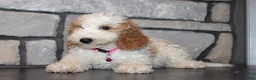 Mini Goldendoodle dogs for sale: Lucy - Ad 6