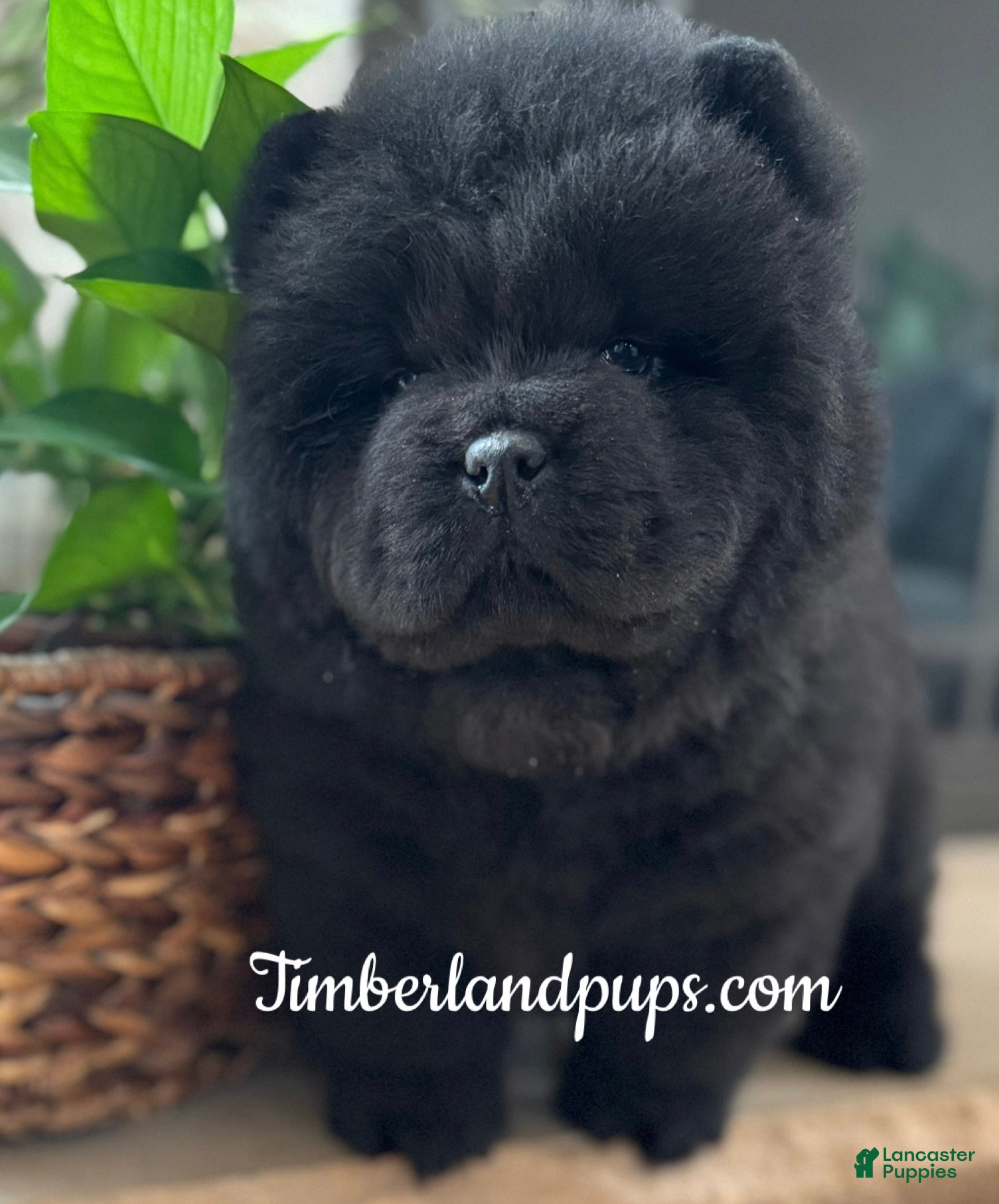 Chow Chow dogs Chow Chow Puppy 2 - Ad 2