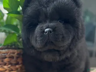 Chow Chow dogs Chow Chow Puppy 2 - Ad 2