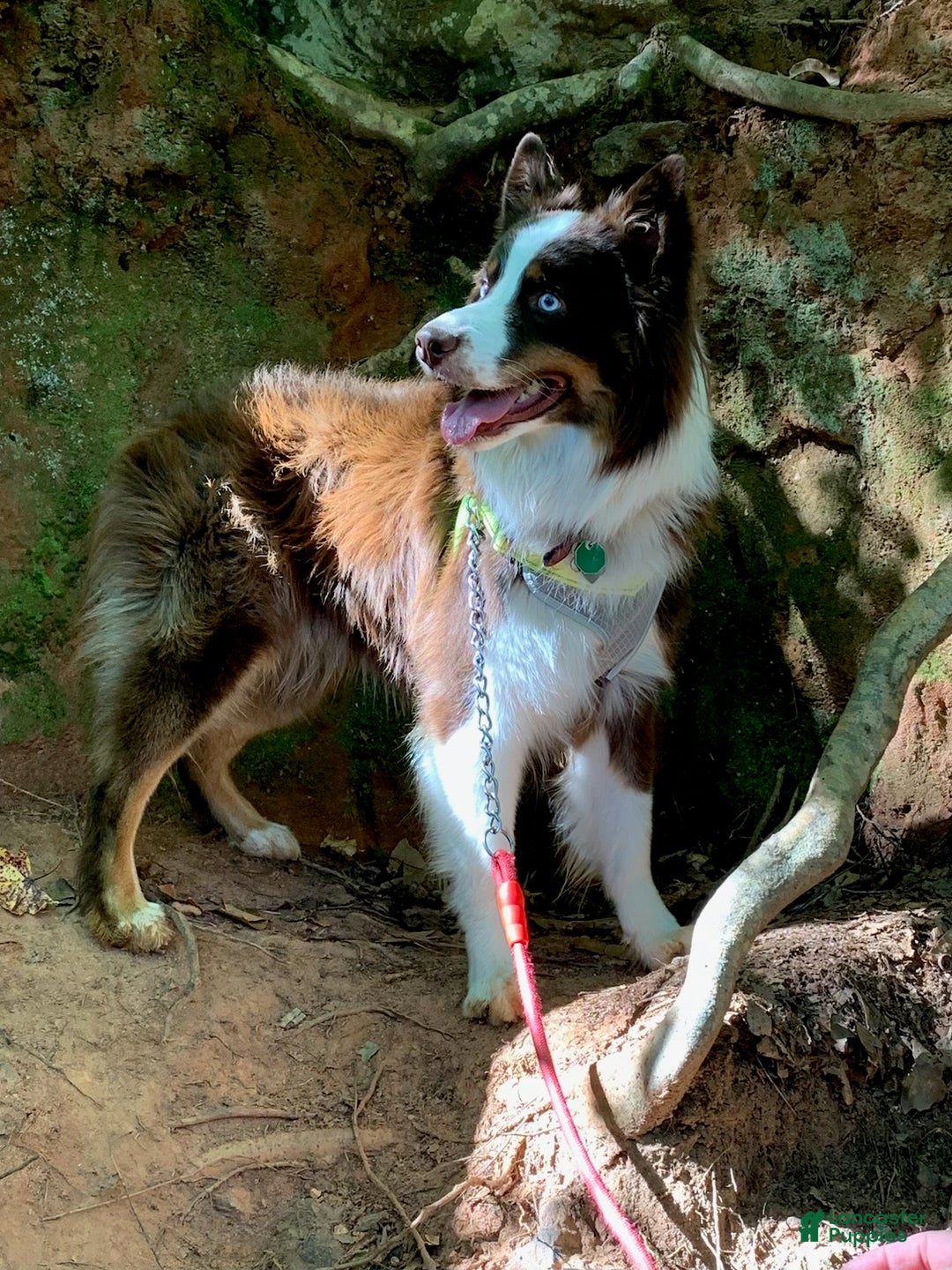 Mixed Breed dogs for sale: Mixed Breed Puppy 4 - Ad 4