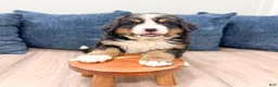 Bernese Mountain Dog dogs for sale: Cammie - Ad 2