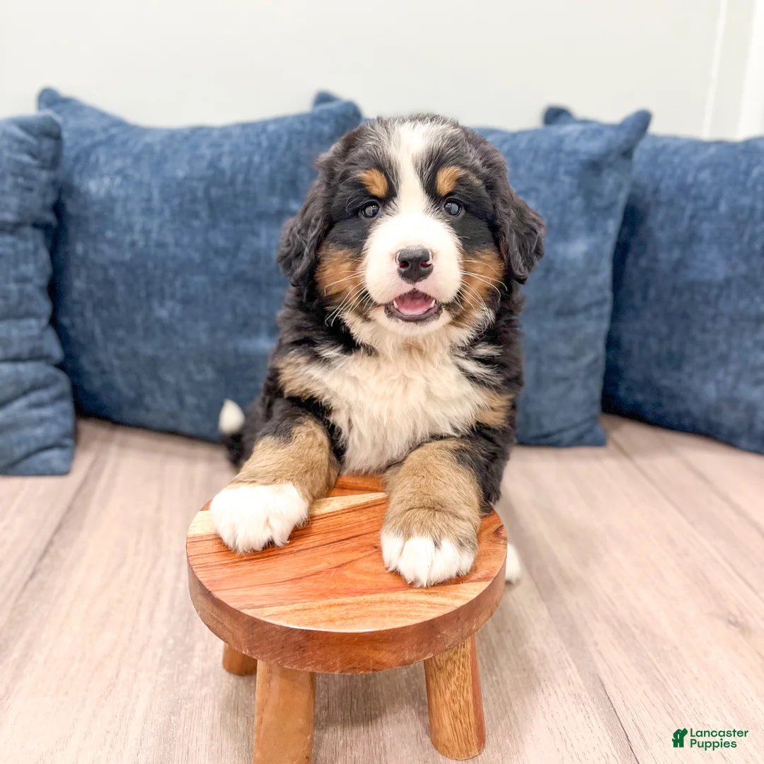 Bernese Mountain Dog dogs for sale: Cammie - Ad 2