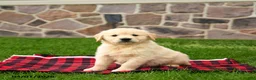 Golden Retriever dogs for sale: Roscoe - Ad 3