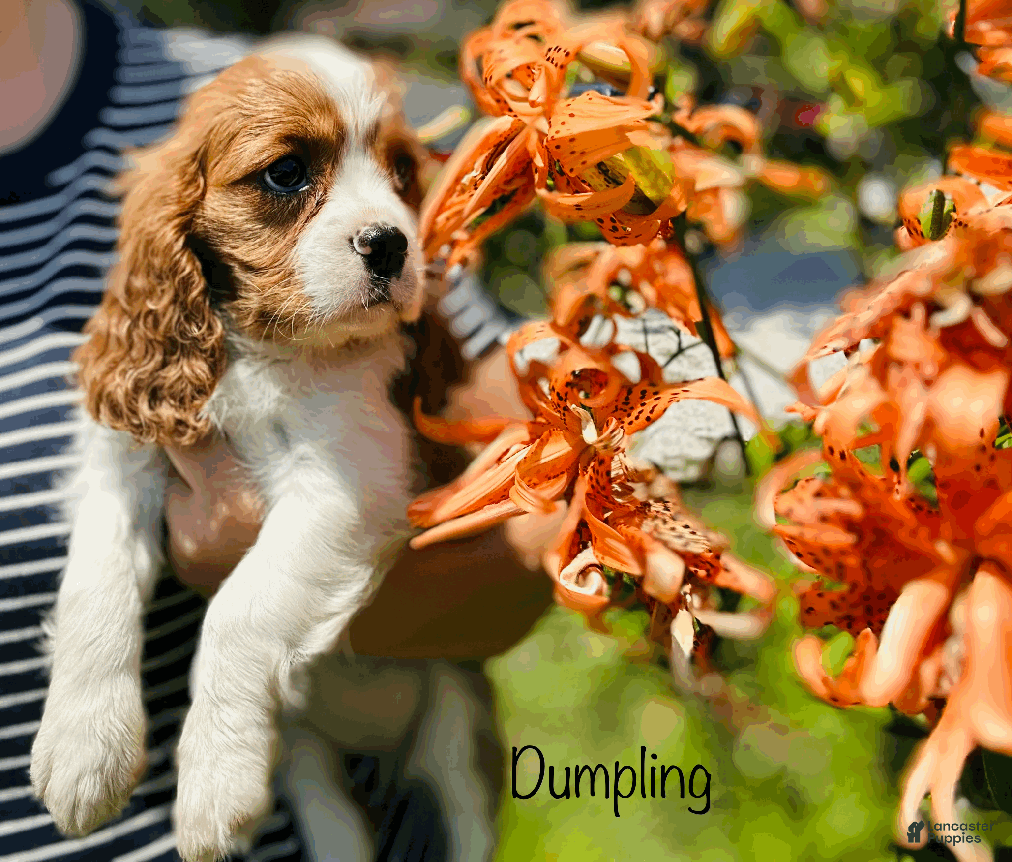 Cavalier King Charles Spaniel dogs for sale: Dumpling  - Ad 4