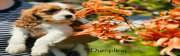 Cavalier King Charles Spaniel dogs for sale: Dumpling  - Ad 1